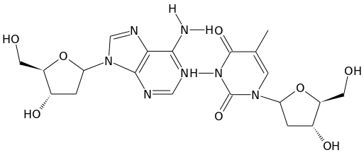 Deoxyadenosine and Deoxythymidine bonded by hydrogen atoms